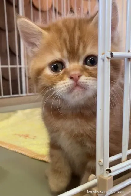 ID:2005-00915の子猫