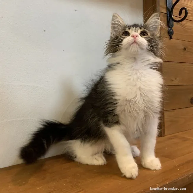 ID:2002-01339の子猫