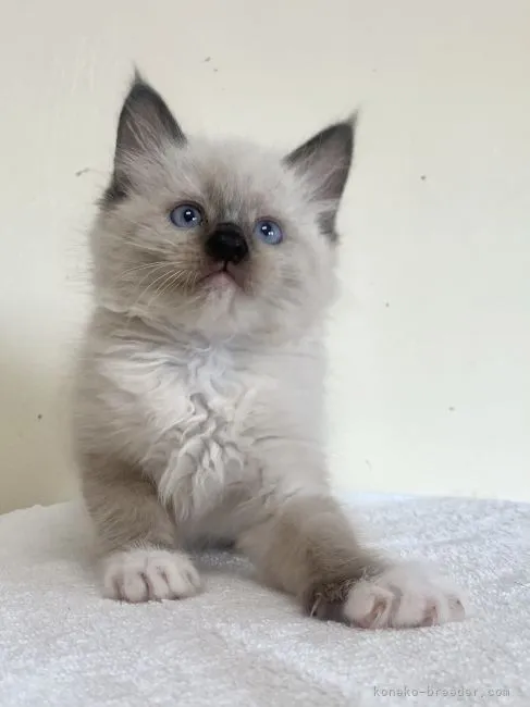 ID：2108-00421の子猫