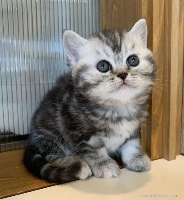 ID：2003-00841の子猫