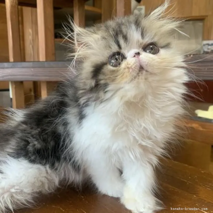 ID:2208-02429の子猫
