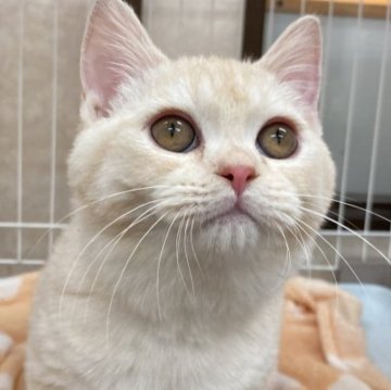 マンチカン(短足)【栃木県・男の子・2023年8月3日・クリーム】の写真「短い足がキュート💕」