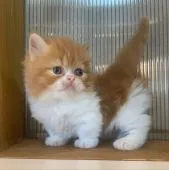 ミヌエット【栃木県・男の子・2020年6月17日・レッドタビーアンドホワイト】の写真1