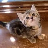 マンチカン(短足)【栃木県・女の子・2022年9月23日・ブラウンパッチドタビー】の写真1