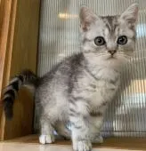 ミヌエット【栃木県・男の子・2020年1月12日・シルバータビー】の写真1