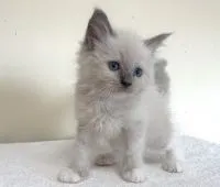 ラグドール【栃木県・男の子・2021年6月16日・ブルーポイントミテッド】の写真1