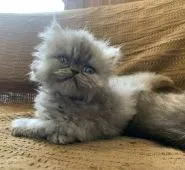 ミヌエット【栃木県・男の子・2020年4月28日・ブルー】の写真1