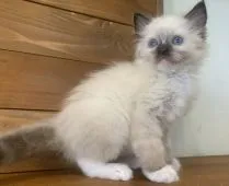ラグドール【栃木県・女の子・2020年12月2日・シールポイントミテッド】の写真2