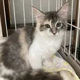 メインクーン【栃木県・女の子・2023年6月15日・シルバーパッチドタビー&ホワイト】の写真2