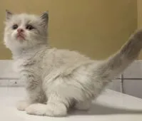 ラグドール【栃木県・男の子・2020年6月6日・ブルーポイントバイカラー】の写真2