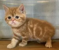 ミヌエット【栃木県・男の子・2020年3月23日・レッドクラシックタビー】の写真2