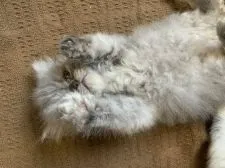 ミヌエット【栃木県・男の子・2020年4月28日・ブルー】の写真2