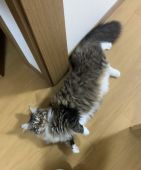 メインクーン【・女の子・2020年6月10日・ブラウンマッカレルタビー&ホワイト】