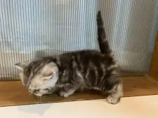 ミヌエット【栃木県・女の子・2020年2月14日・シルバークラシックタビー】の写真2