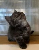 ミヌエット【栃木県・男の子・2020年1月12日・ブラックスモーク】の写真2