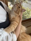 メインクーン【・男の子・2019年1月31日・レッドタビー&ホワイト】