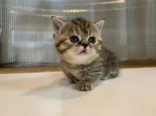 ミヌエット【栃木県・女の子・2020年2月14日・ブラウンタビー】の写真3