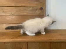 ラグドール【栃木県・女の子・2020年12月2日・シールポイントミテッド】の写真3