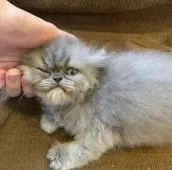 ミヌエット【栃木県・男の子・2020年4月28日・ブルー】の写真3