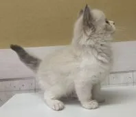 ラグドール【栃木県・男の子・2020年6月6日・ブルーポイントバイカラー】の写真3