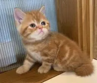 ミヌエット【栃木県・男の子・2020年3月23日・レッドクラシックタビー】の写真3