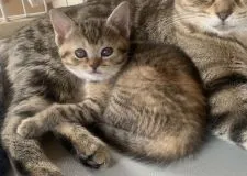 マンチカン(長足)【栃木県・女の子・2022年1月9日・ブラウンパッチドタビー】の写真3