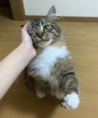 メインクーン【・女の子・2020年6月10日・ブラウンマッカレルタビー&ホワイト】