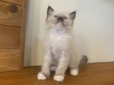 ラグドール【栃木県・女の子・2020年12月2日・シールポイントミテッド】の写真4