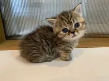 ミヌエット【栃木県・女の子・2020年2月14日・ブラウンタビー】の写真4