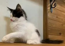 メインクーン【栃木県・女の子・2019年12月18日・ブラックアンドホワイト】の写真4