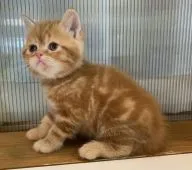 ミヌエット【栃木県・男の子・2020年3月23日・レッドクラシックタビー】の写真4