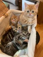 ミヌエット【栃木県・男の子・2020年3月23日・レッドクラシックタビー】の写真5「兄弟一緒に♪左上の子です」