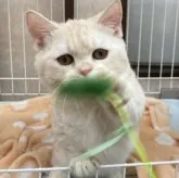 マンチカン(短足)【栃木県・男の子・2023年8月3日・クリーム】の写真5