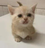 マンチカン(短足)【栃木県・男の子・2021年4月11日・レッドクラシックタビー】の写真5