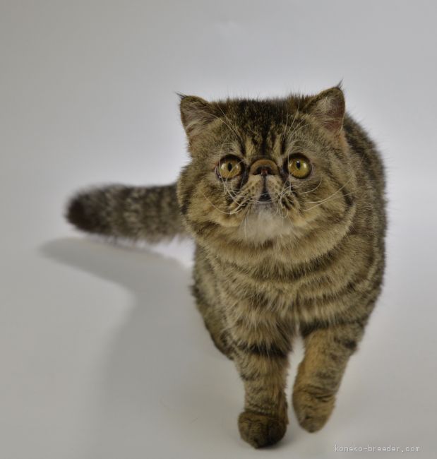 エキゾチックショートヘア【・男の子・2017年5月11日・ブラウンタビー】