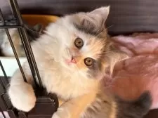 マンチカン(長足)【栃木県・男の子・2025年7月24日・ブルー&ホワイト】の写真7