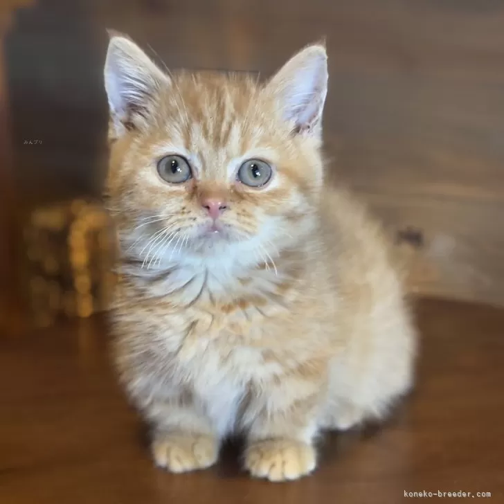 ID:2501-00737の子猫