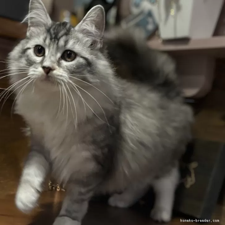 ID:2410-01310の子猫
