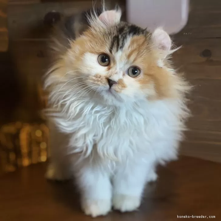ID：2412-00791の子猫