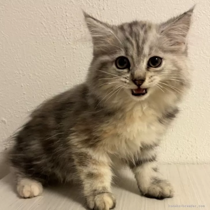 ID:2508-03053の子猫