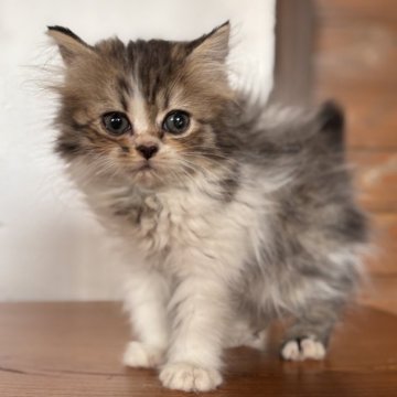 アメリカンカール【栃木県・女の子・2025年9月20日・ブラウンタビー&ホワイト】の写真「可愛いお顔💖」