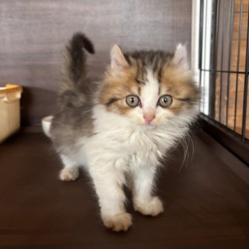 アメリカンカール【栃木県・男の子・2025年9月20日・ブラウンタビー&ホワイト】の写真「あまえんぼうくん🩵」