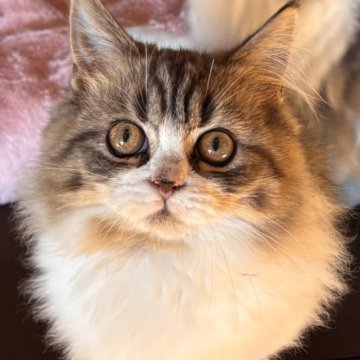 ミヌエット(短足)【栃木県・男の子・2025年7月20日・ブラウンタビー&ホワイト】の写真「甘えん坊くん💖」