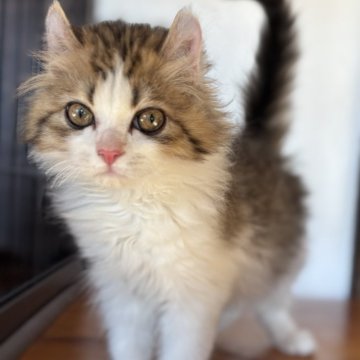 アメリカンカール【栃木県・男の子・2025年9月20日・ブラウンタビー&ホワイト】の写真「あまえんぼうくん🩵」