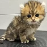 キンカロー