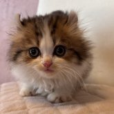 アメリカンカール