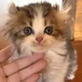 アメリカンカール