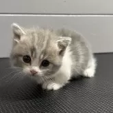 マンチカン(短足)