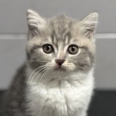 マンチカン(長足)