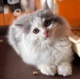 マンチカン(長足)